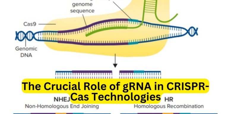 The Crucial Role of gRNA in CRISPR-Cas Technologies